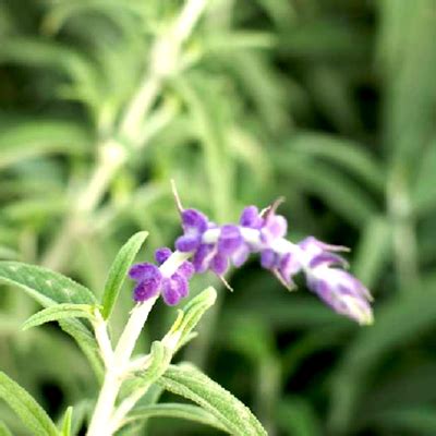 寬葉植物|寬葉薰衣草 (Lavandula latifolia) 照顧，種植，繁殖，。